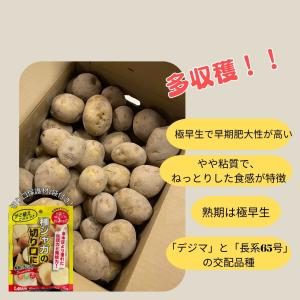 ニシユタカ 混玉 1kg 種芋 切り口保護材1...の詳細画像1