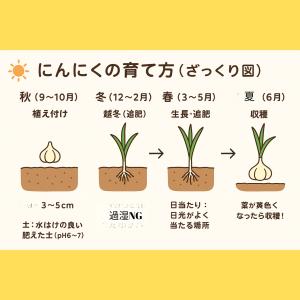 3袋以上でクーポン割引 にんにく ホワイト六片...の詳細画像2