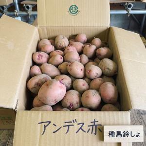 秋ジャガ 種芋 アンデス赤 1kg ほくほく甘い赤ジャガイモ 秋植え 野菜種芋 ポテトサラダ・コロッケに最適 家庭菜園 プランター栽培 切り口保護材1袋付 混玉