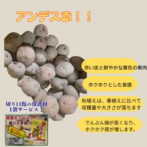 秋ジャガ 種芋 アンデス赤 1kg ほくほく甘...の詳細画像1