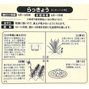 らっきょう 種球 10Kg 野菜種 野菜 園芸...の詳細画像1