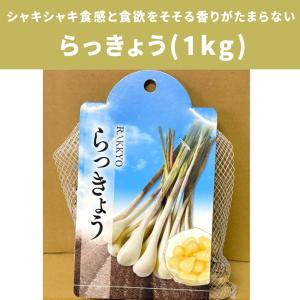 らっきょう 種球 1kg 家庭菜園用 プランター栽培可 秋植え 野菜球根 平日10時まで当日発送 送料無料 大量