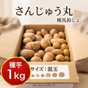 種芋 じゃがいも さんじゅう丸 1kg 病気に強い PVP品種 秋植え 春植え 家庭菜園 送料無料 混玉 栽培用 秋ジャガ