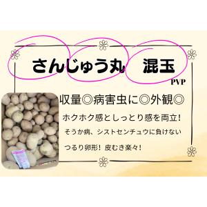 種芋 じゃがいも さんじゅう丸 1kg 病気に...の詳細画像1