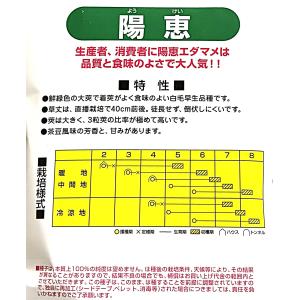 3袋以上でクーポン割引 陽恵 エダマメ 種 1...の詳細画像2