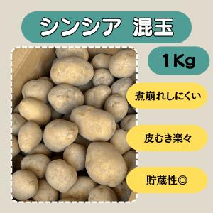 シンシア 混玉 １kg 種芋 じゃがいも ジャガイモ