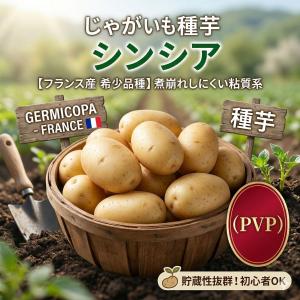 シンシア 混玉 1kg 種芋 じゃがいも ジャガイモの詳細画像1