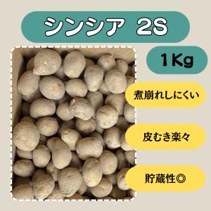 シンシア 2S 1kg 種芋 じゃがいも ジャガイモ