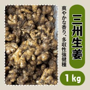 生姜種子】大生姜（おおしょうが）千葉県産「近江生姜」（おうみ