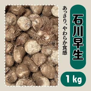 石川早生 さといも 種芋 1kg 里芋 サトイモ