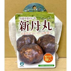 新丹丸 種芋 5片 つくね芋 ヤマノイモ 丹波 山芋 種 タネ いも 販売 通販 送料無料 家庭菜園 強い粘り 甘み ギフト
