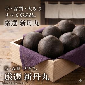 新丹丸 種芋 5片 つくね芋 ヤマノイモ 丹波...の詳細画像5
