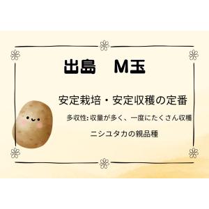 出島 デジマ M玉 10Kg 種芋 ジャガイモ...の詳細画像1