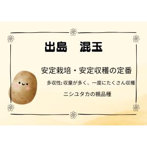 出島 デジマ 混玉 1Kg 種芋 ジャガイモ ...の詳細画像1