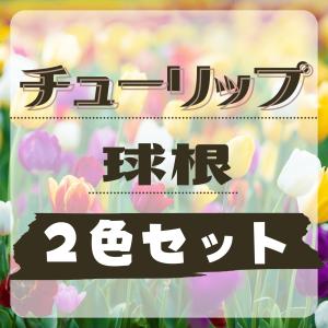 チューリップ球根 2色セット