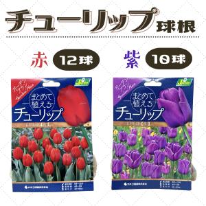 チューリップ球根 2色セットの詳細画像2