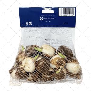 チューリップ球根 2色セットの詳細画像4