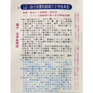 3袋以上でクーポン割引 夏秋節成り2号 胡瓜 ...の詳細画像2