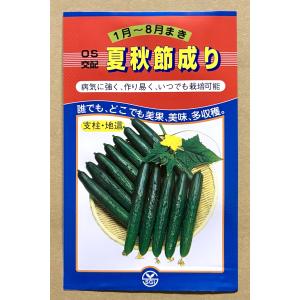 3袋以上でクーポン割引 夏秋節成り2号 胡瓜 ...の詳細画像3