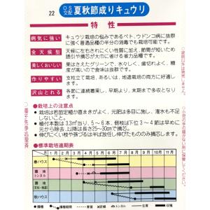 3袋以上でクーポン割引 夏秋節成り2号 胡瓜 ...の詳細画像4