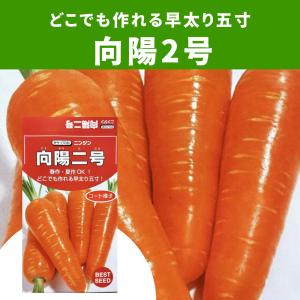 3袋以上でクーポン割引 向陽二号 人参 コート種子 種 7ml にんじん ニンジン 送料無料 小袋 野菜種 園芸 人気 栽培 種子 野菜の種 たね 美味しい おすすめ