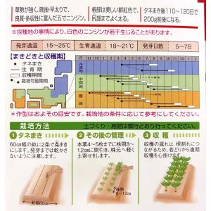 3袋以上でクーポン割引 向陽二号 人参 コート...の詳細画像2