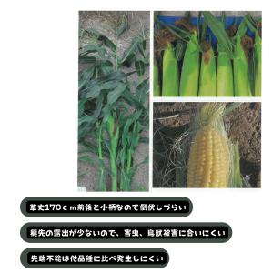 3袋以上でクーポン割引 ミルキーシュガー80 ...の詳細画像2