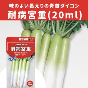 生姜種子】大生姜（おおしょうが）千葉県産「近江生姜」（おうみ
