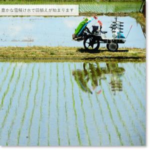 サマーセール 5kg 新潟産 コシヒカリ 白米...の詳細画像4