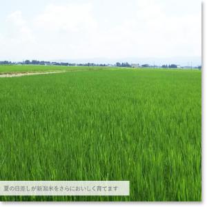 サマーセール 5kg 新潟産 コシヒカリ 白米...の詳細画像5