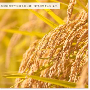 新米予約 令和8年産 お米 10kg 新潟県産...の詳細画像4