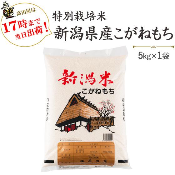 令和５年産　もち米5kg　特別栽培米新潟産こがねもち5kg 　送料無料(一部地域を除く)