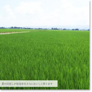令和5年産 お米 10kg 白米 特別栽培米 ...の詳細画像4
