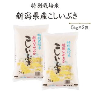 令和５年産　お米　10kg　白米　特別栽培米 新潟産こしいぶき10kg×1袋　送料無料（一部地域を除く）