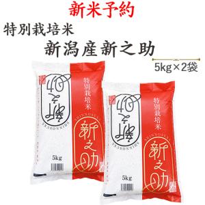 令和7年産 新潟県産 新之助 10kg (5kg×2袋) 送料無料(一部地域を除く