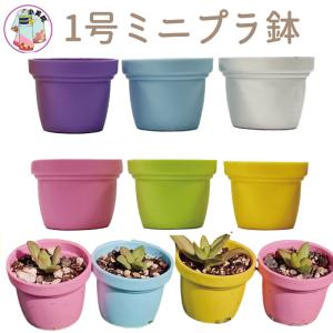 1号 1寸 ミニプラ鉢 プラ鉢 植木鉢 多肉植物...の商品画像