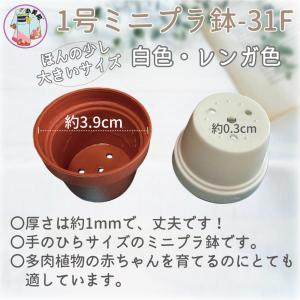 1号 1寸 ミニプラ鉢 プラ鉢 植木鉢 多肉植...の詳細画像4