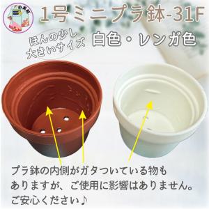 1号 1寸 ミニプラ鉢 プラ鉢 植木鉢 多肉植...の詳細画像5