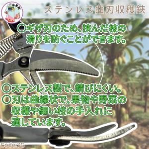 収穫はさみ 小美紀 摘果用 芽切り鋏 剪定ばさ...の詳細画像2