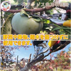 収穫はさみ 小美紀 摘果用 芽切り鋏 剪定ばさ...の詳細画像3