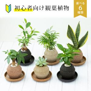 観葉植物 パキラ ガジュマル コーヒーの木 サ...の詳細画像1
