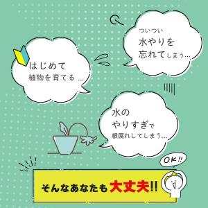 観葉植物 パキラ ガジュマル コーヒーの木 サ...の詳細画像3