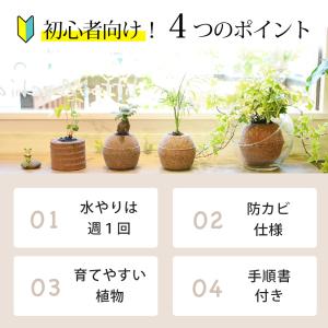 観葉植物 パキラ ガジュマル コーヒーの木 サ...の詳細画像4