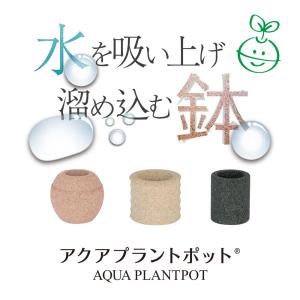 観葉植物 パキラ ガジュマル コーヒーの木 サ...の詳細画像5