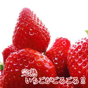 【めざましテレビで紹介】凍みたい&プレミアム ...の詳細画像4