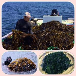 天然生わかめ （湯どうし塩蔵）1部茎つき150g冷蔵便代（税込221円）がかかります4000円以上無料　郵便ポスト投函便とは同梱できません