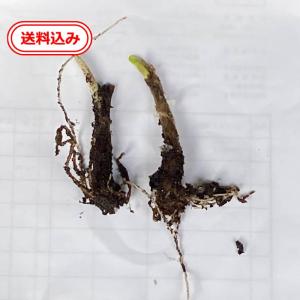 【送料無料】行者ニンニク抜き苗2つの商品画像