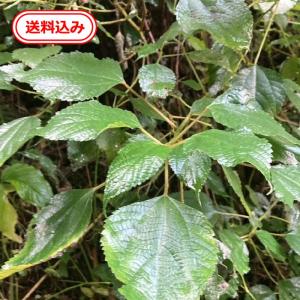 ナンバンカラムシ 根茎 1個【送料無料】徳島産 天然 農家直送 丈夫な野草 植えっぱなし フクラスズメ 幼虫の餌 食草 観察用 栽培用