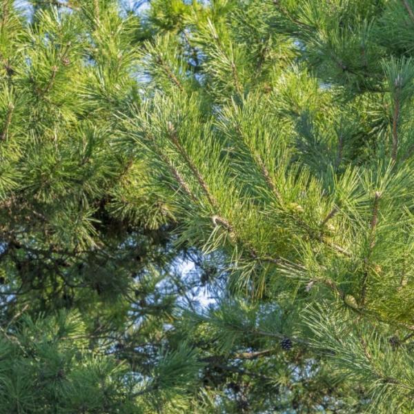 赤松の葉枝付き100g【所有山林採取、天然、農薬不使用】