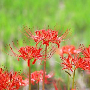 国産　彼岸花の球根（鱗茎）5個【ポスト投函】【自家農園栽培】リコリス　曼珠沙華